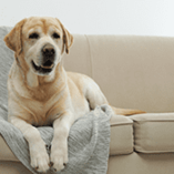 chien sur canapé